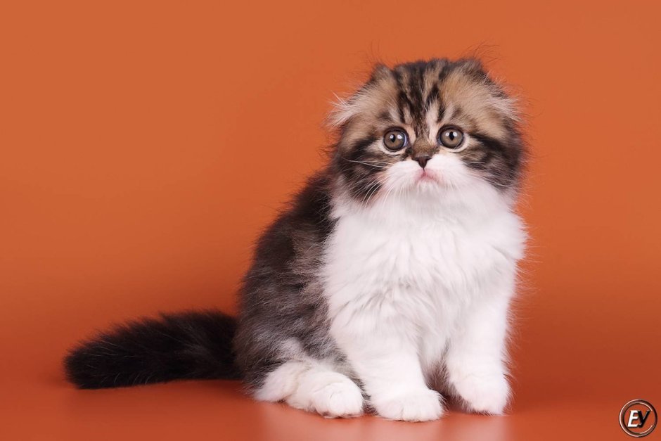 Хайленд страйт мрамор на золоте