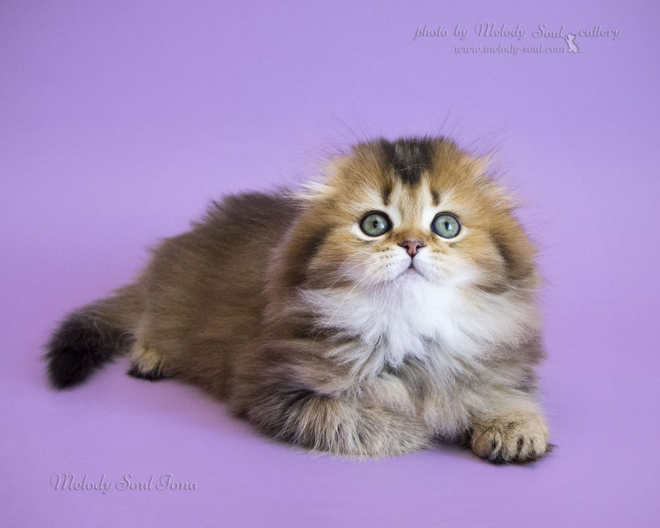 Хайленд фолд Золотая шиншилла