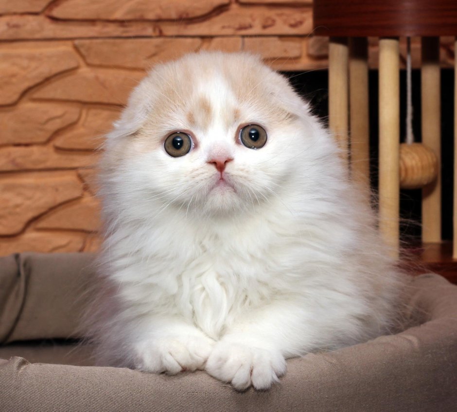 Порода хайленд фолд