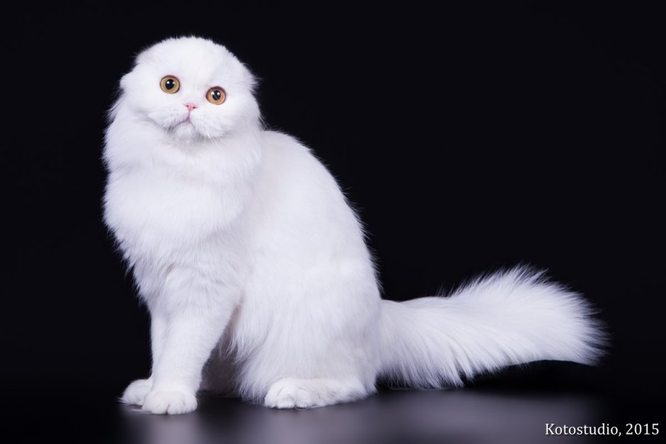 Шотландская хайленд фолд породы