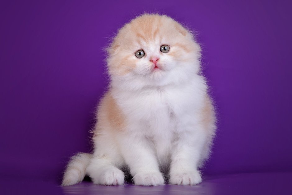 Скоттиш-фолд Шотландская вислоухая длинношерстная кошка