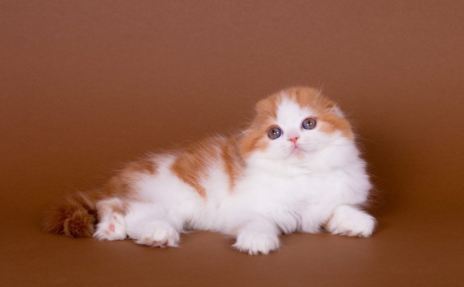 Шотландская кошка хайленд фолд