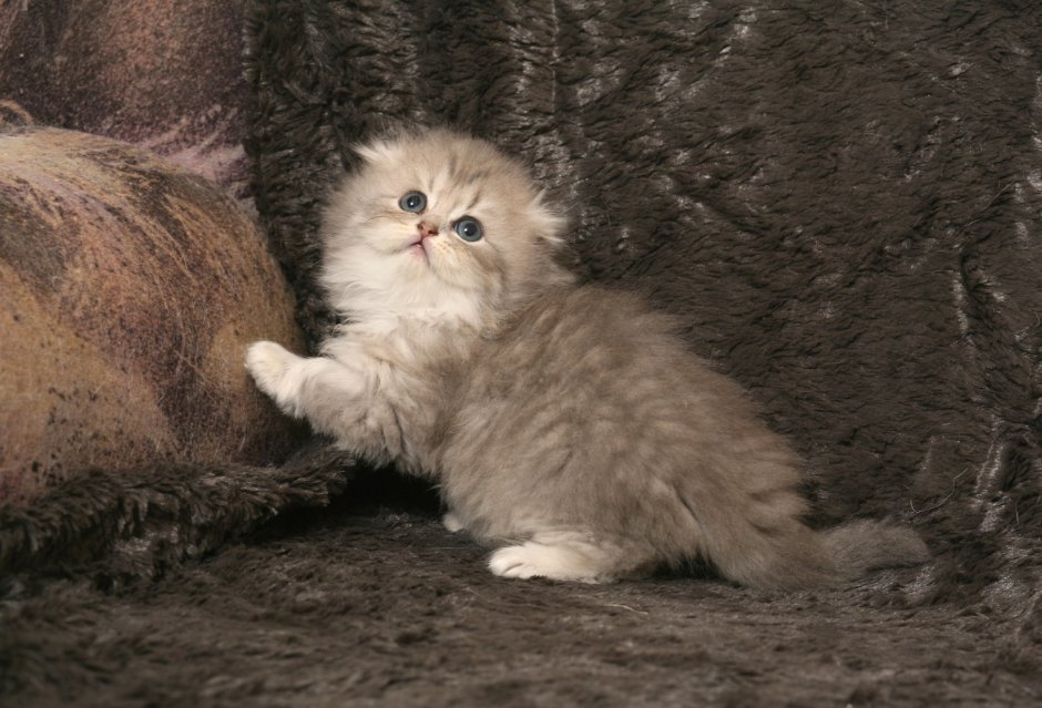Шотландские котята хайленд
