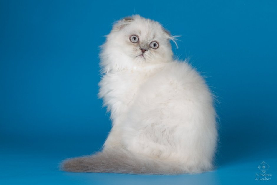 Шоколадный шотландский вислоухий хайленд фолд