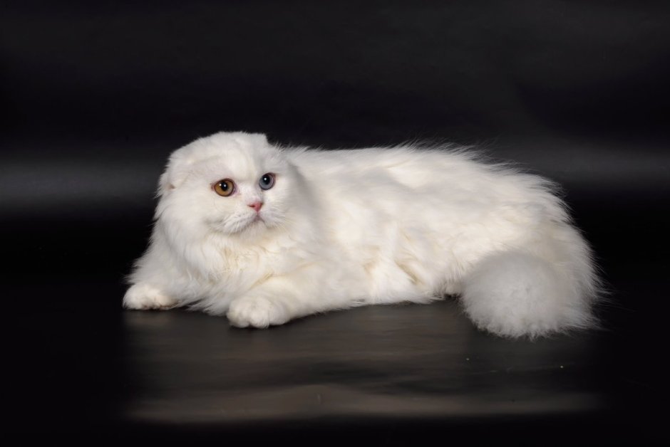 Шотландский вислоухий кот хайленд фолд