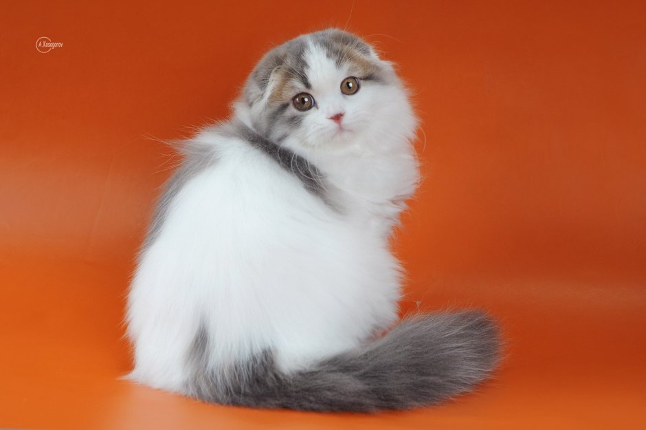 Хайленд-фолд Шотландская