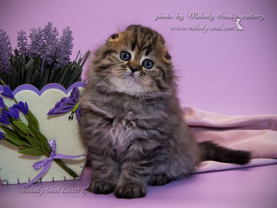 Шотландская вислоухая кошка длинношерстная