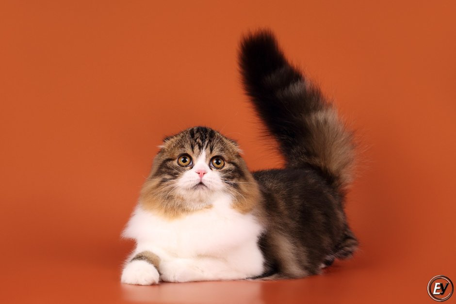 SFL n25 хайленд фолд