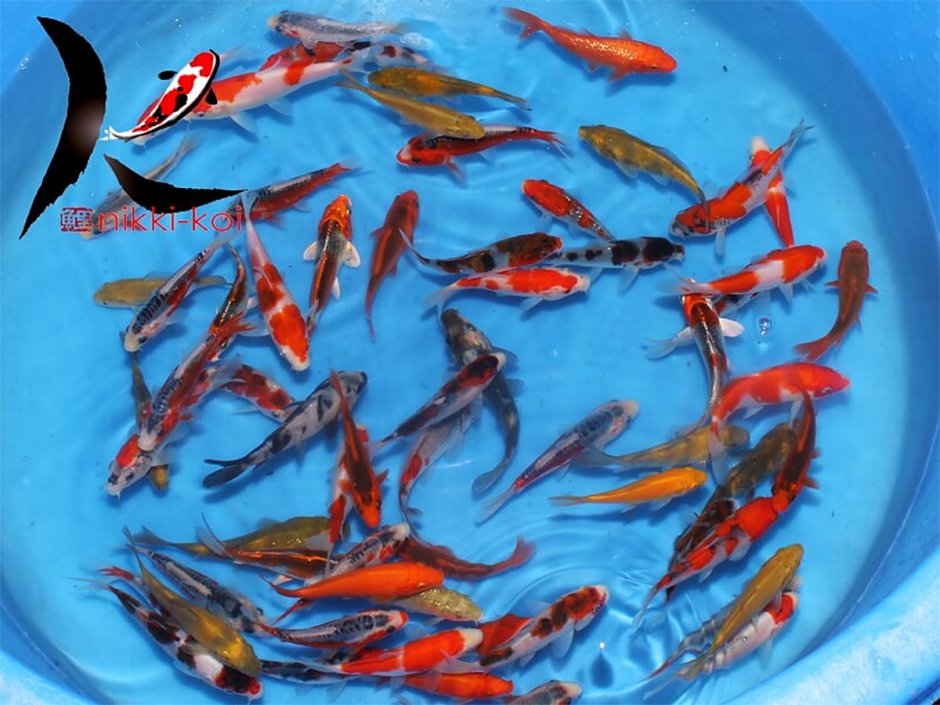 Дисковые кои