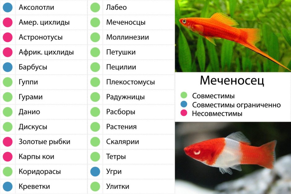 Меченосец рыбка совместимость