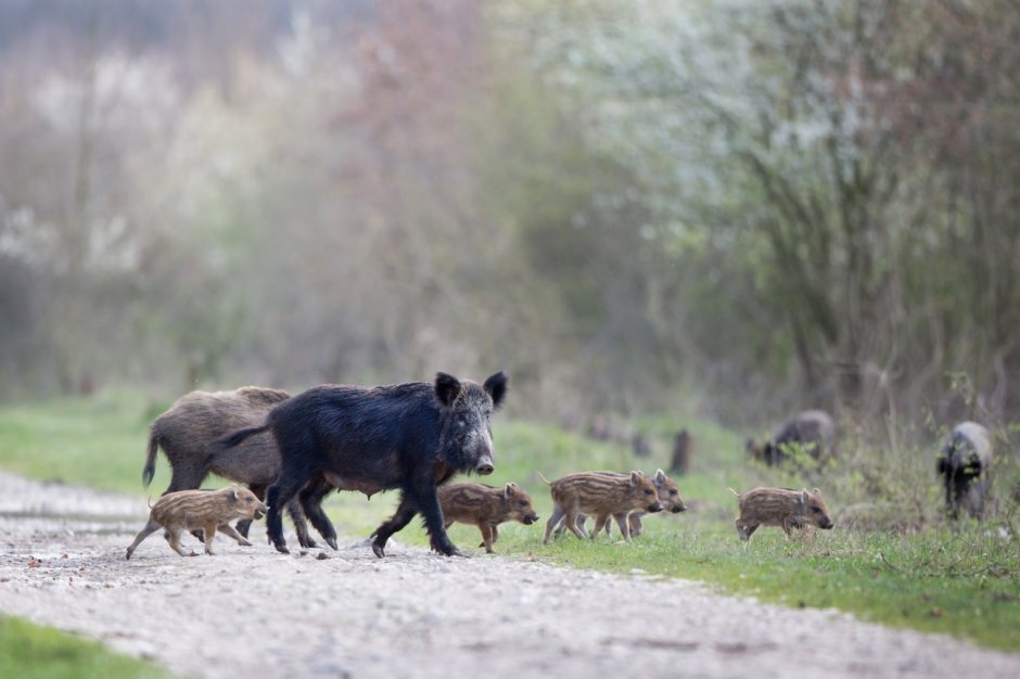 Baby Wild Boar