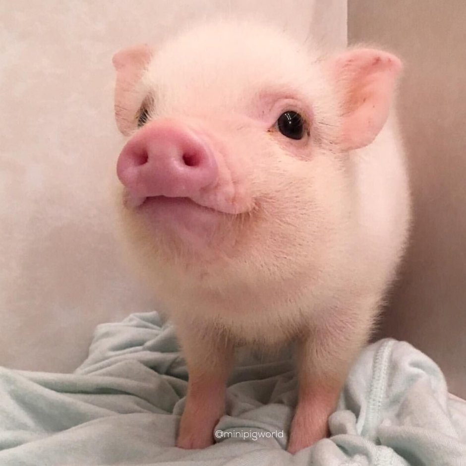 Ossabaw Island Hog