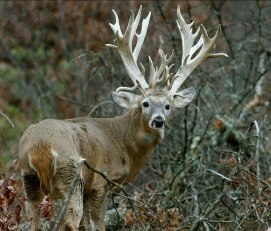 Buck олень