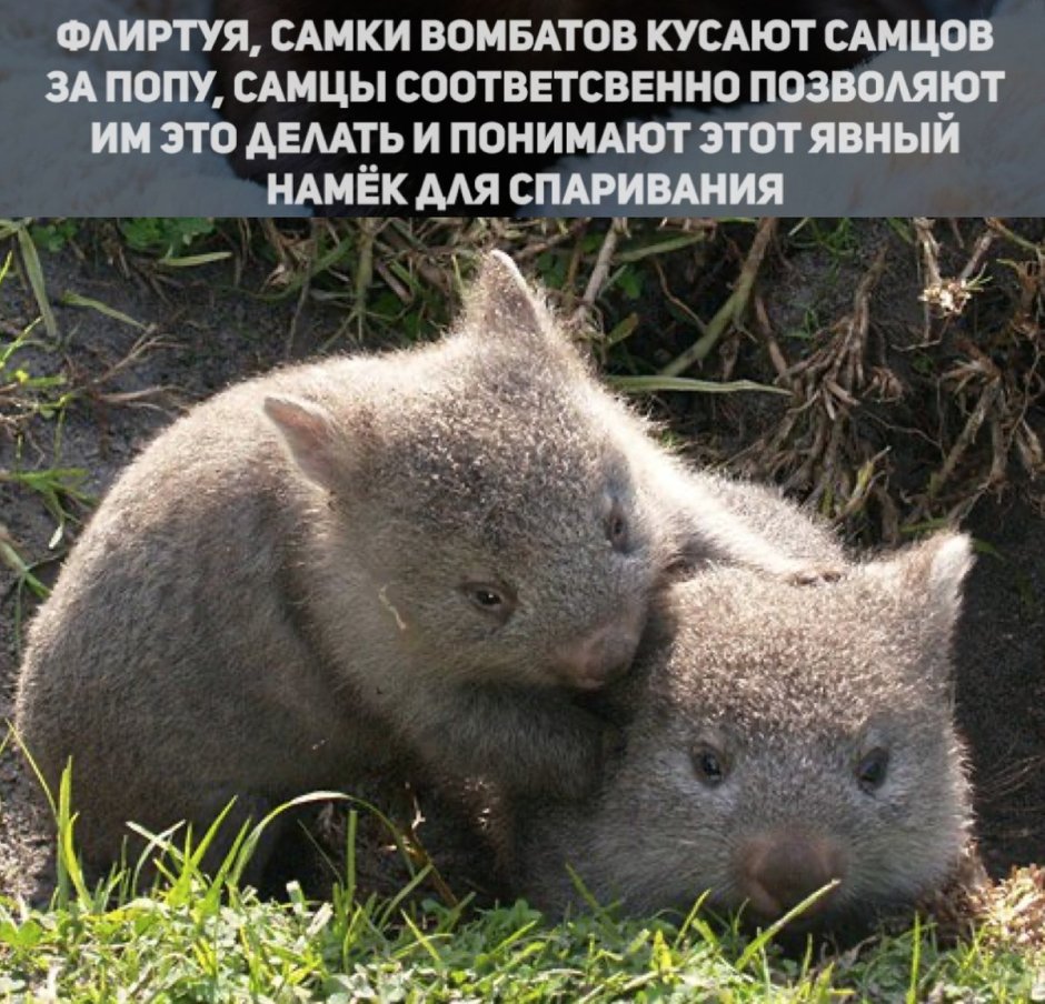 Австралийская кенгуру Квокка