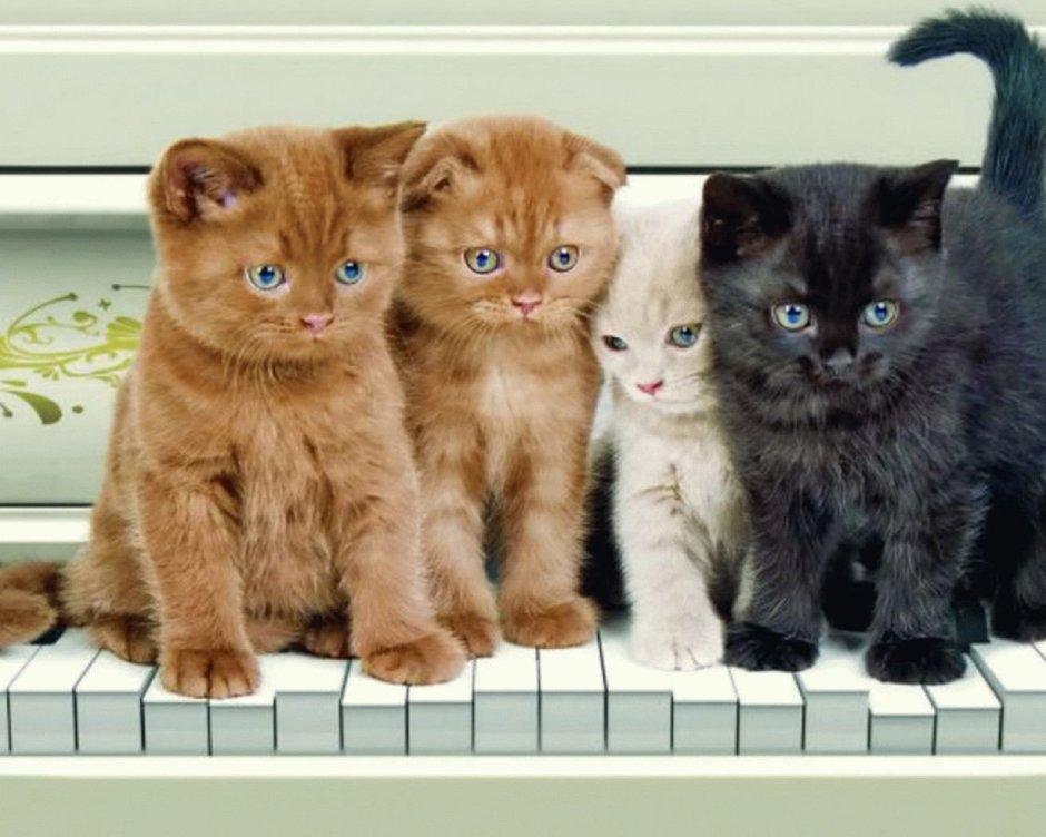 Много котят