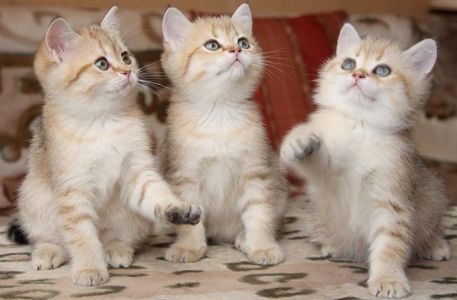 Котята разных пород