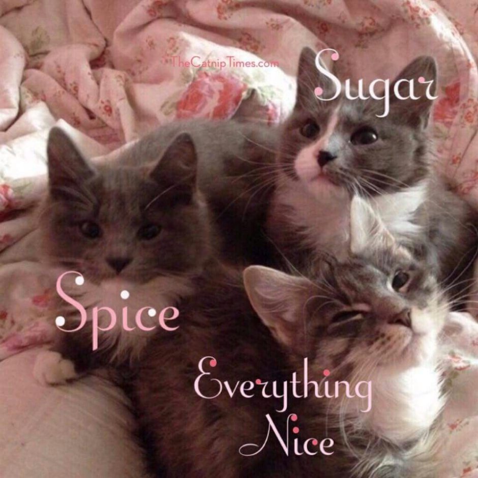 Коты Эстетика