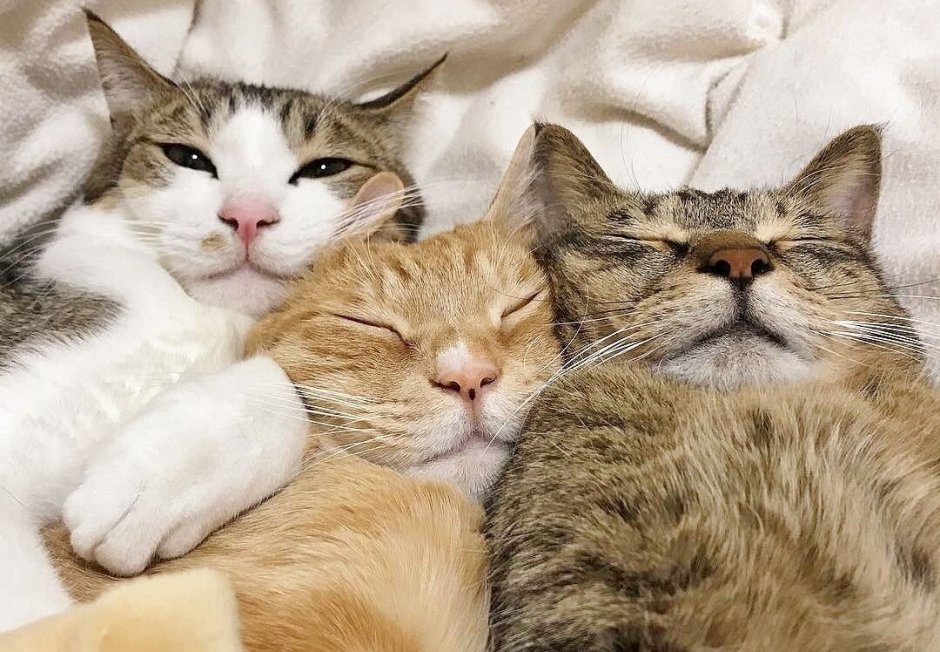 Трое котов