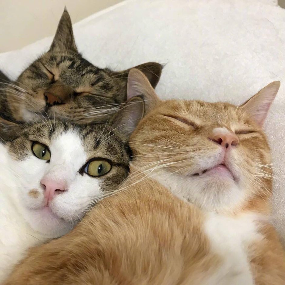 Котики втроем