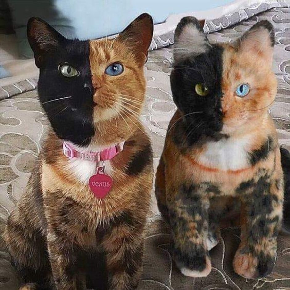 Рихардс Донскис