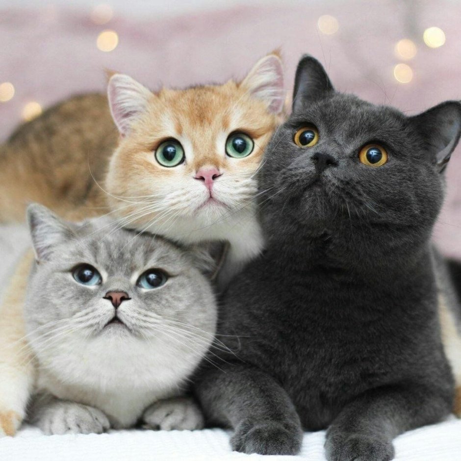 Трое котов