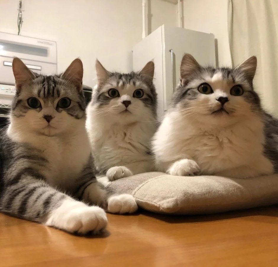 Наклейки котики