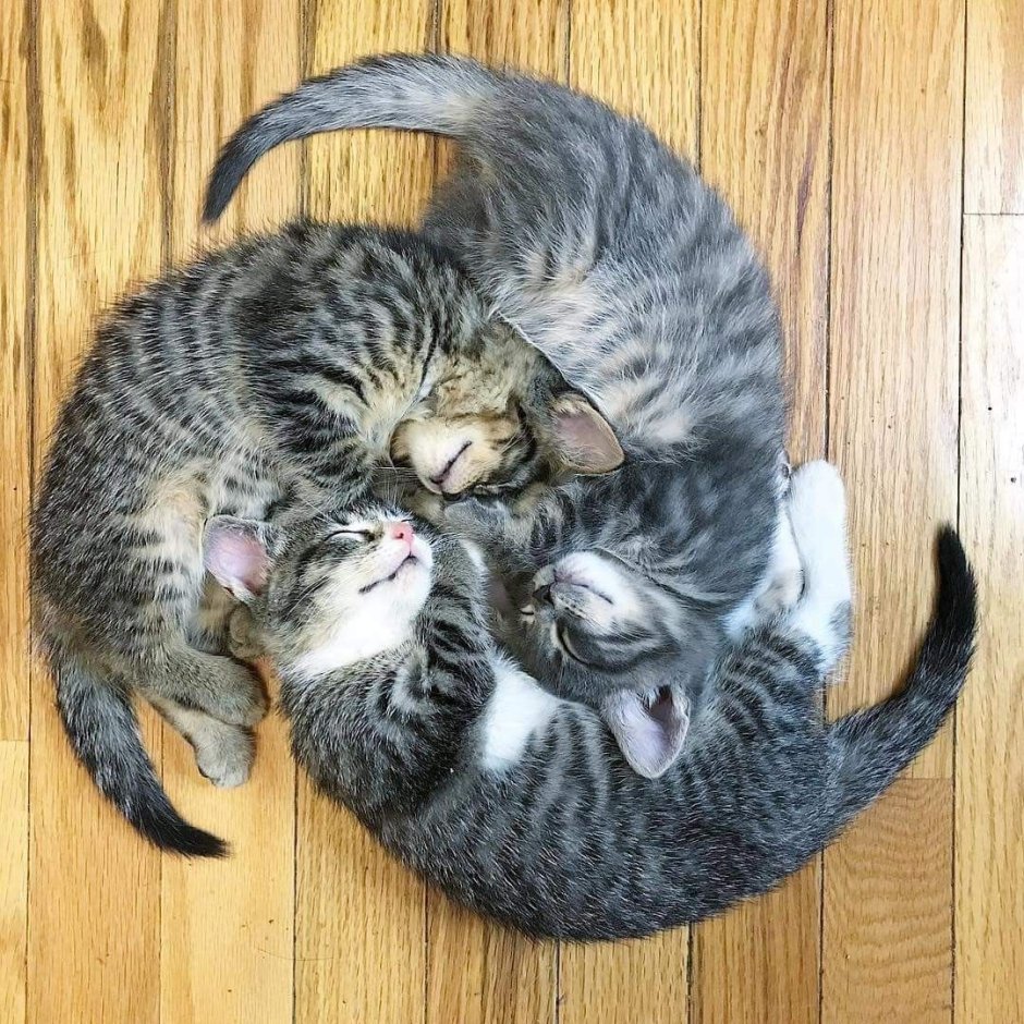 Котята новый год