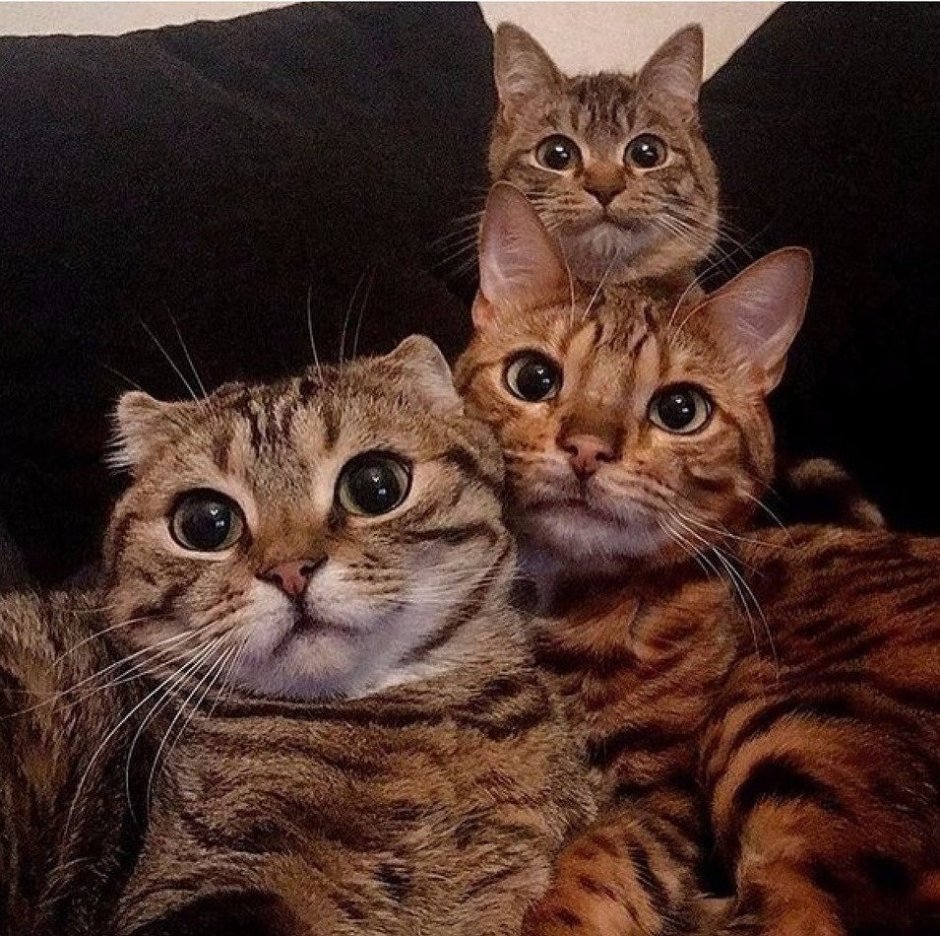 Котики прикольные семейные
