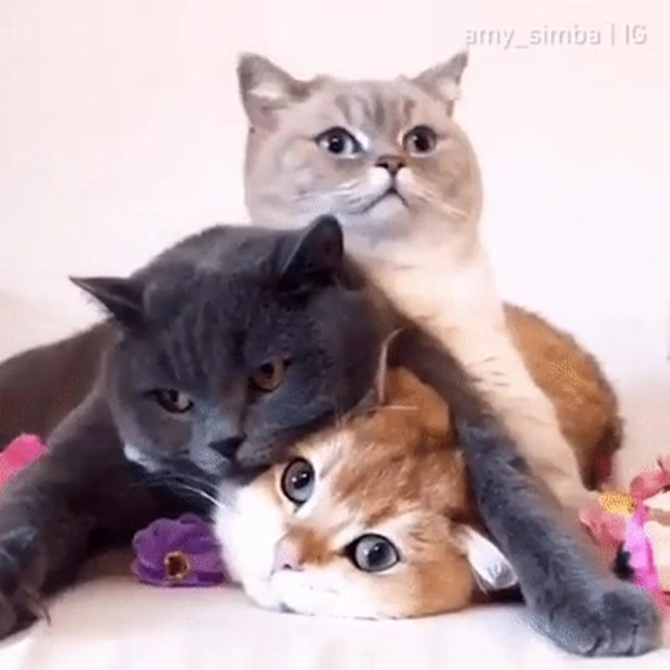 Кот в сапогах и три котенка