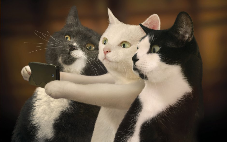 Три смешных кота