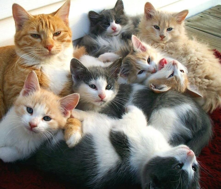 Кошки подруги