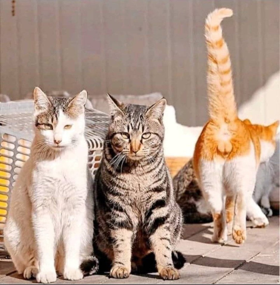 Кот юмор