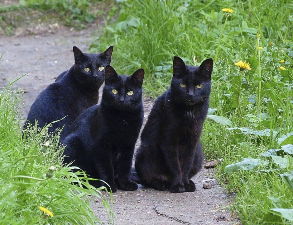 Парные котики