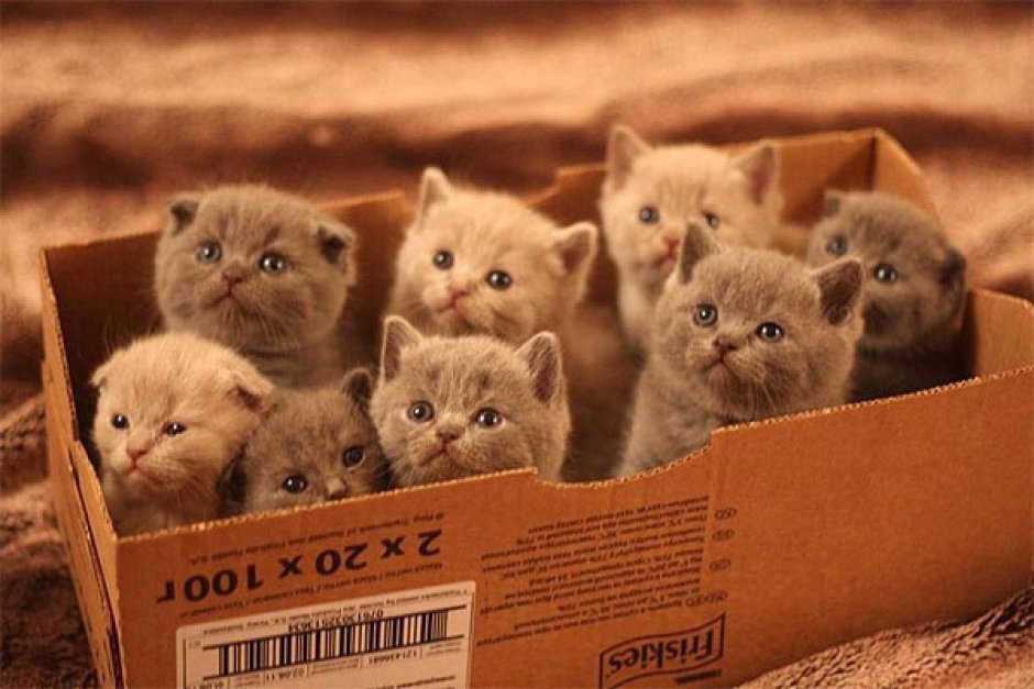 Аниме котики