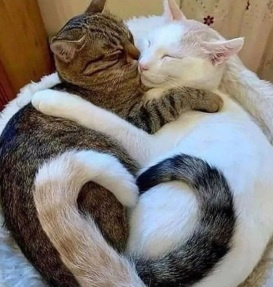 Блатной кот