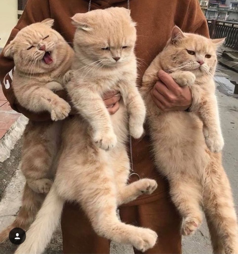 Селфи кошки с собаками
