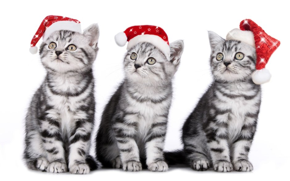 Котики обнимаются Эстетика