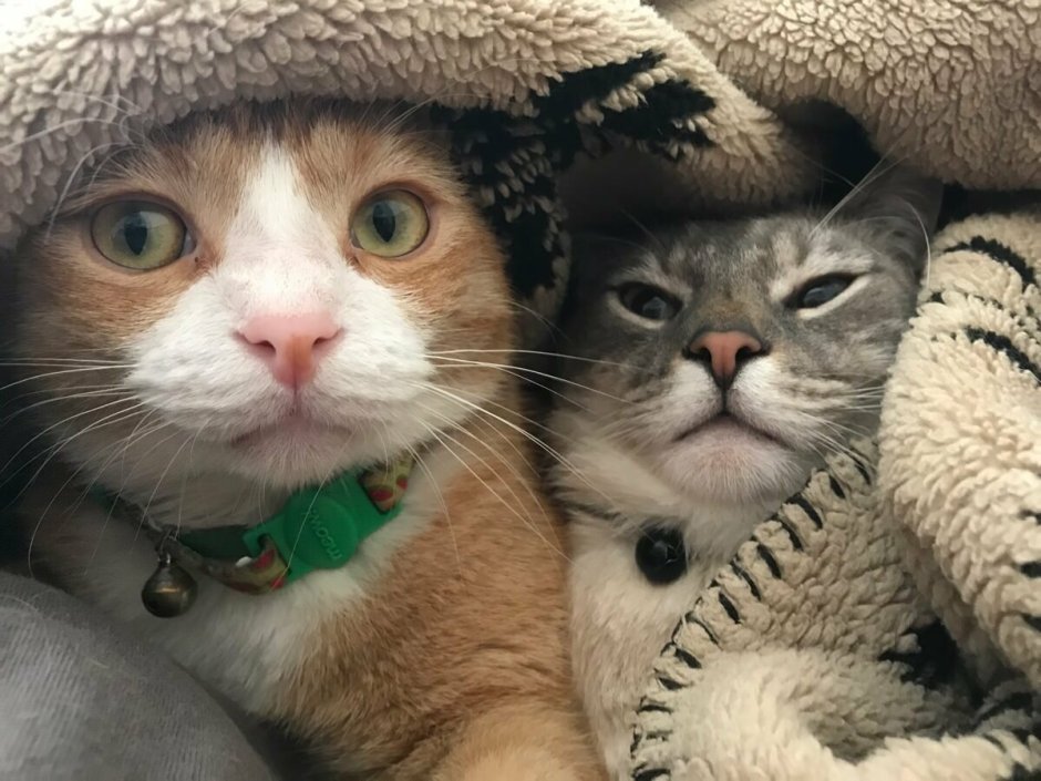 Разноцветная кошка