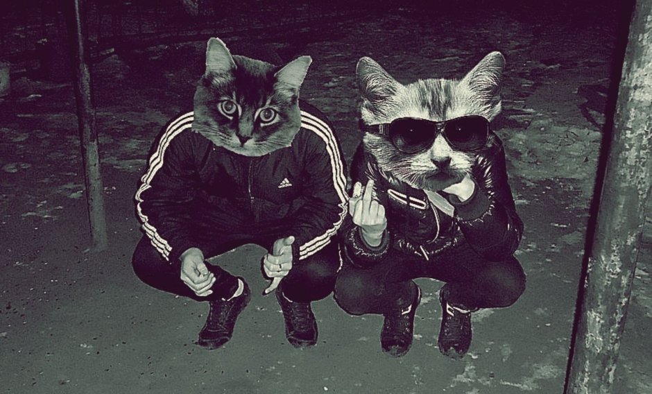 Коробка с котятами