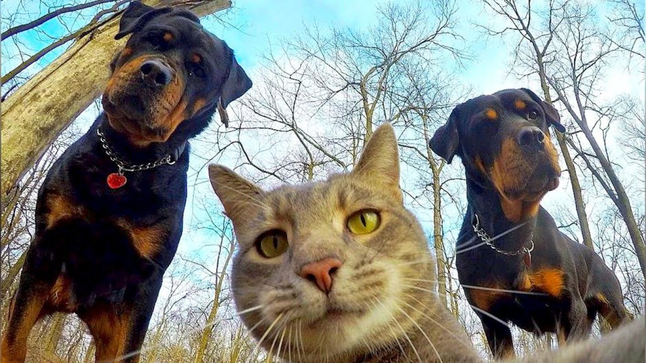 Милые котики парные