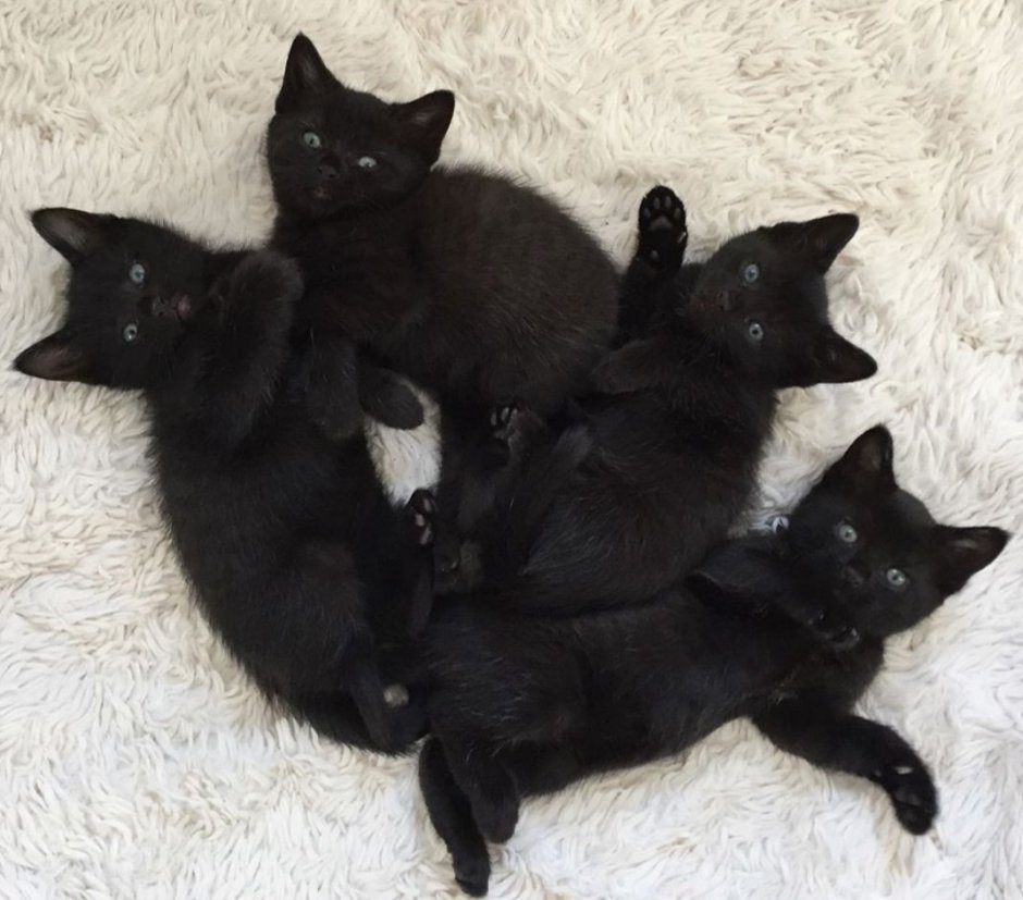 Нарисованные yjdjujlybtкотики