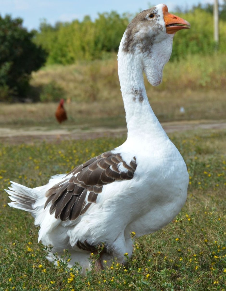 Венгерские гуси