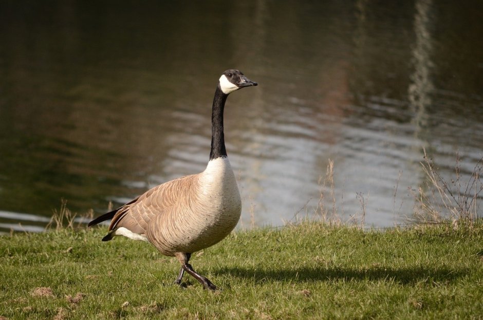 Мем Honks с гусём