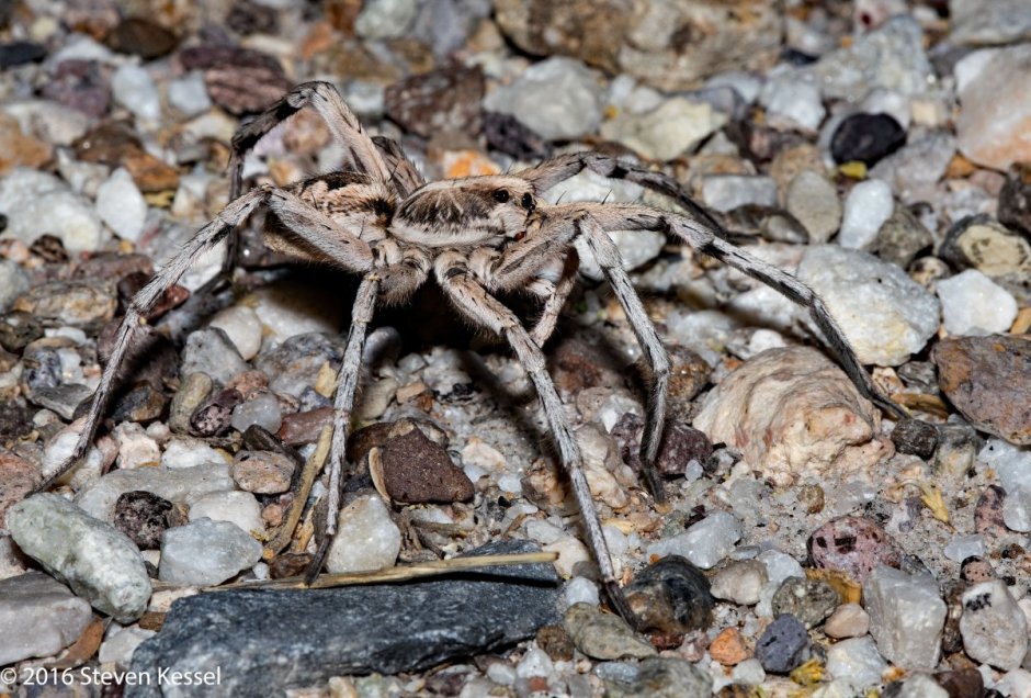 Hogna Radiata ( Тарантул, Лучистый Тарантул)