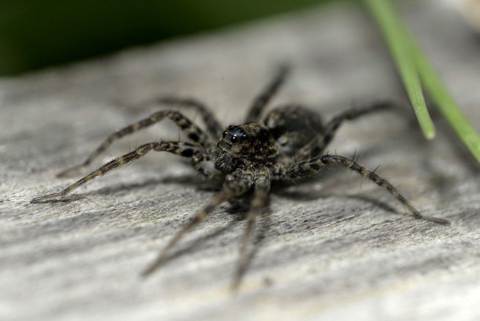 Lycosa erythrognatha