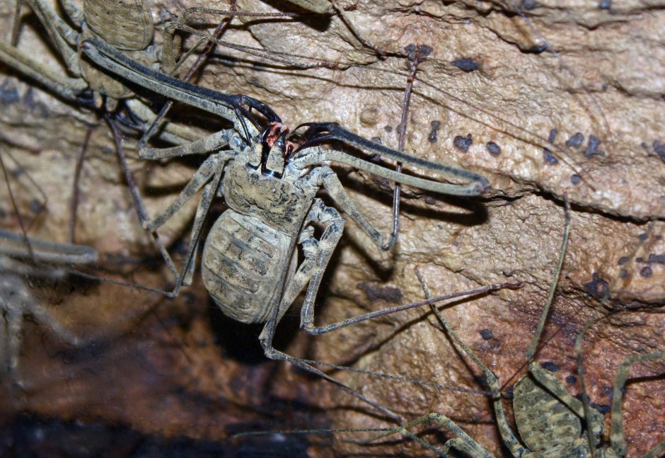Паук-охотник (Sparassidae)