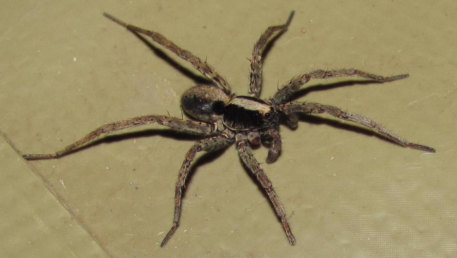 Pardosa Milvina паук
