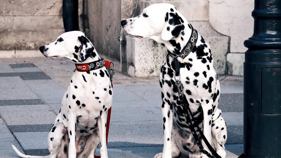 101 Dalmatians 2 Patch's London Adventure