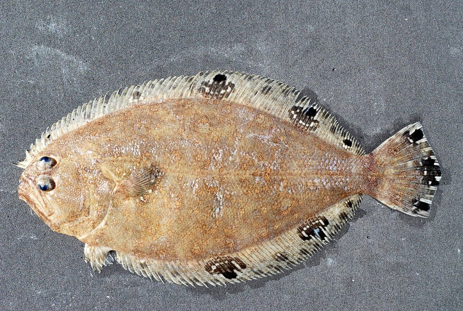 Морская камбала (pleuronectes platessa)