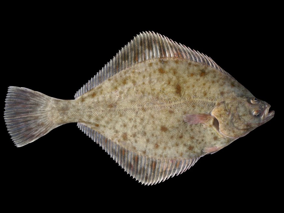 Камбала в море